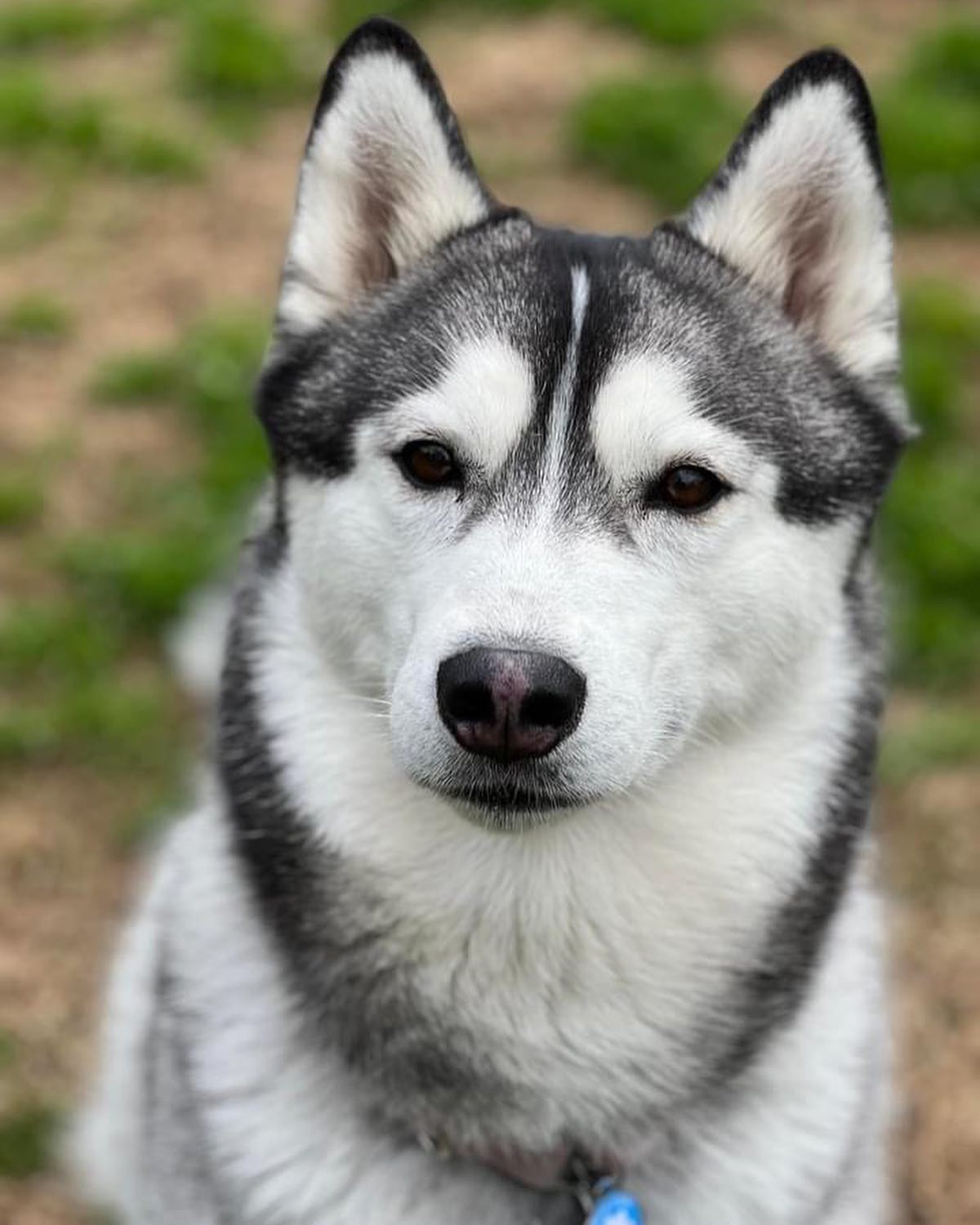 husky